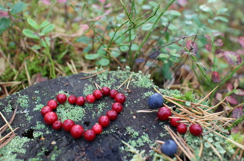 Stenålderskost minskar midjemåttet